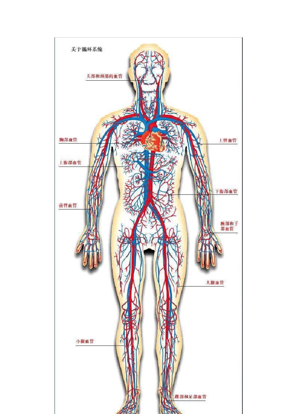 人体血液循环系统精华彩图_第3页