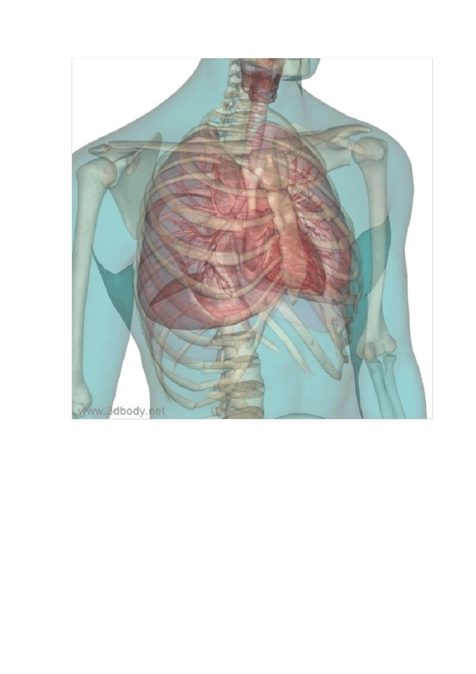 人体解剖3D图谱_第2页