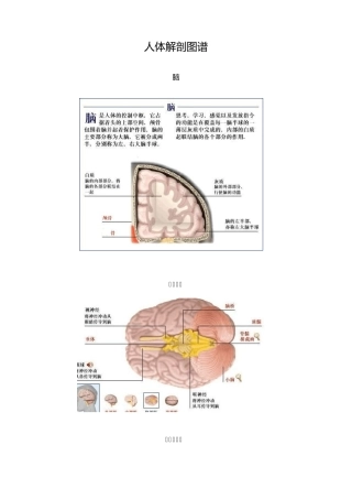 人体解剖图谱