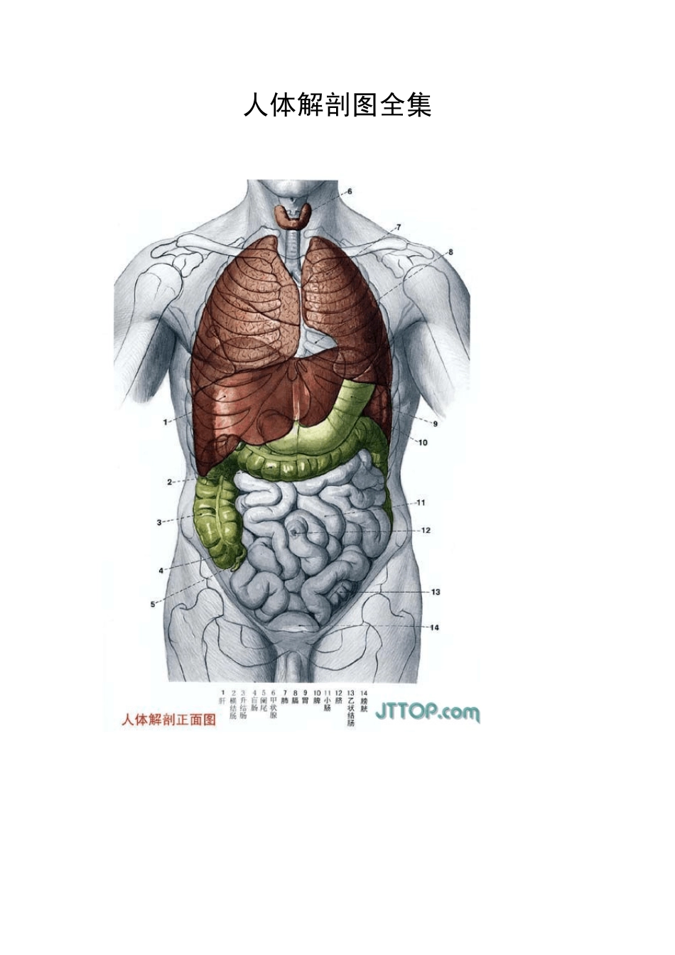 人体解剖图全集_第1页