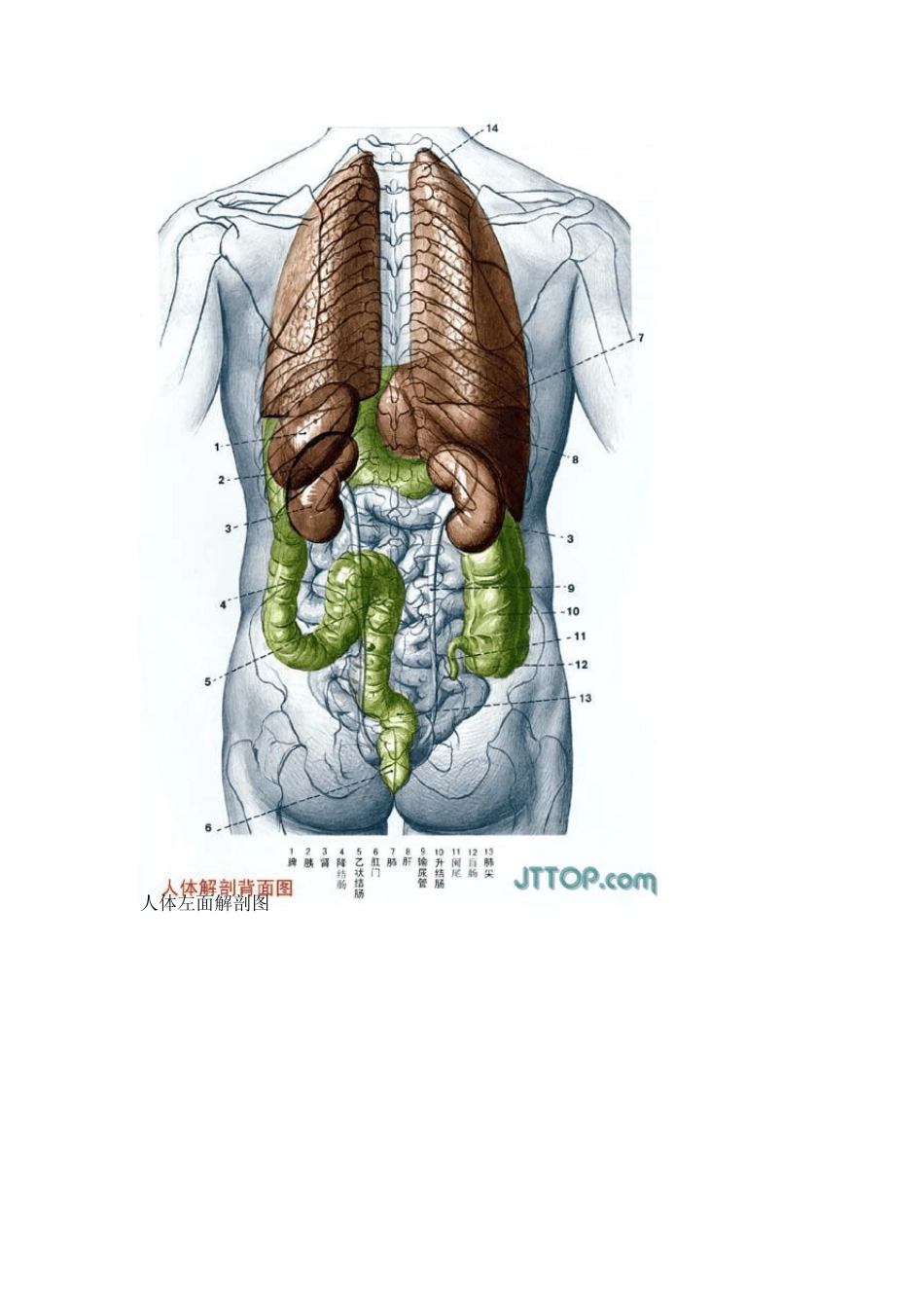 人体解剖图全集_第2页