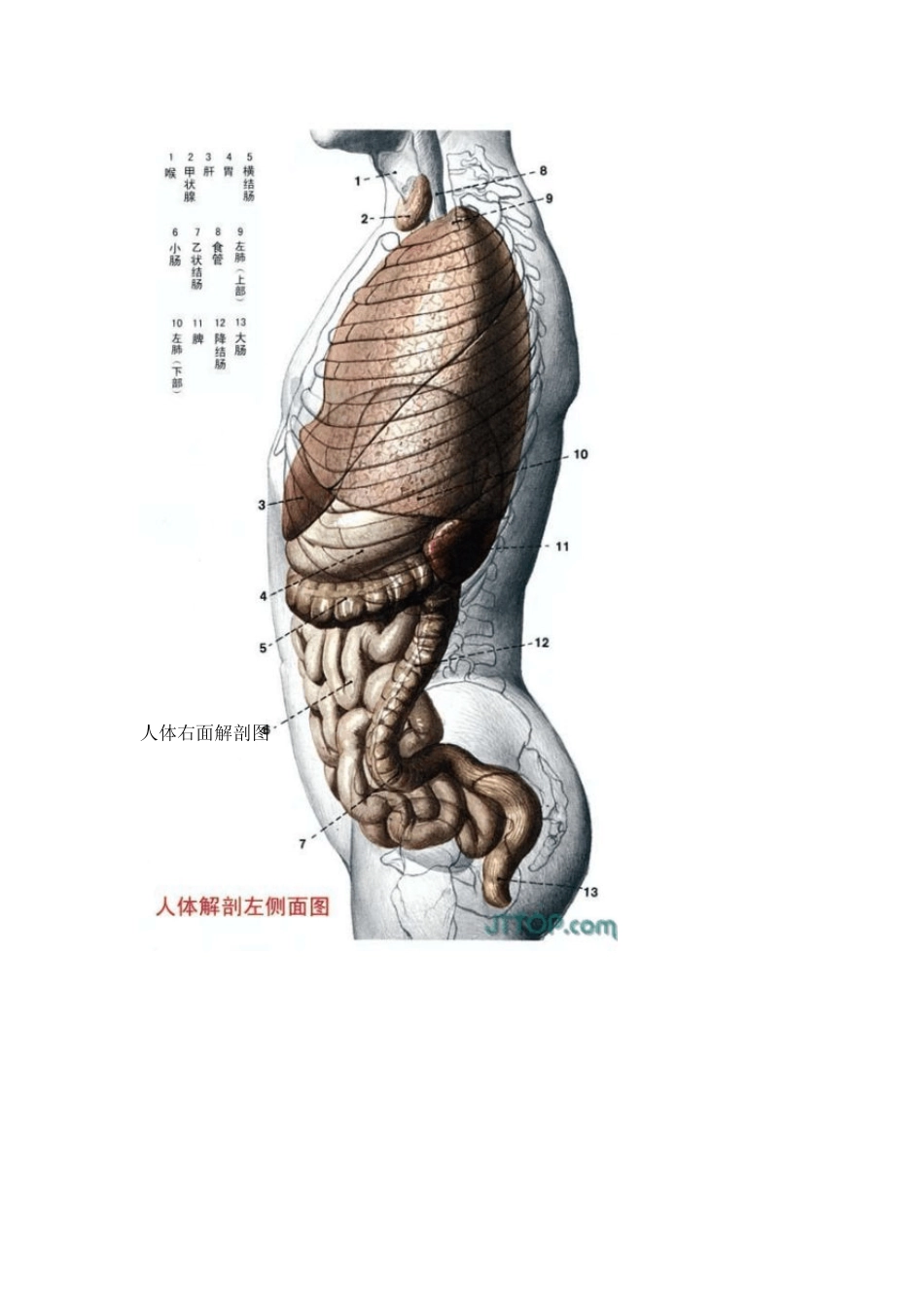 人体解剖图全集_第3页