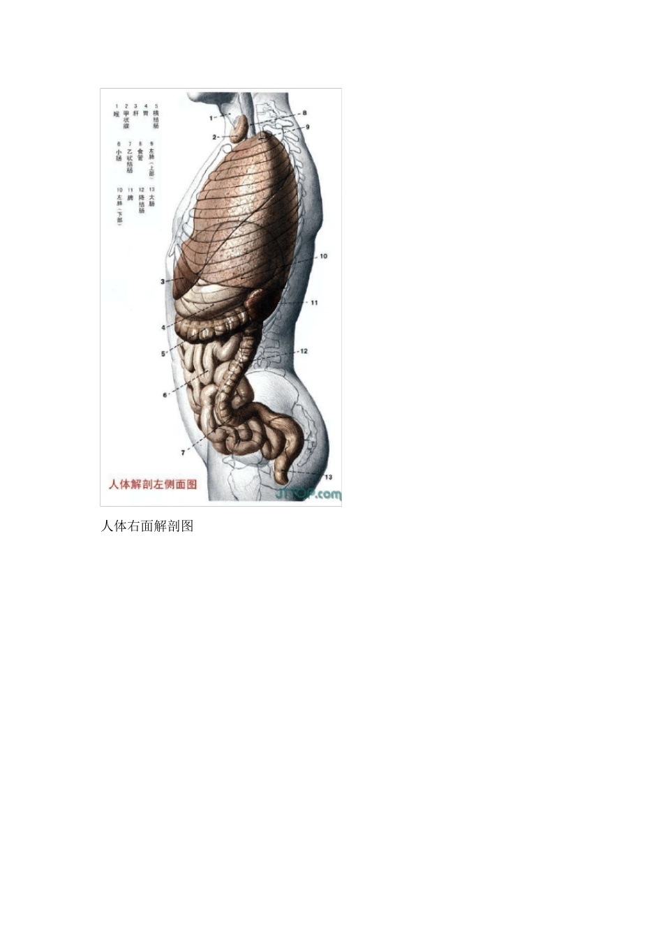 人体解剖图集(详解)_第3页