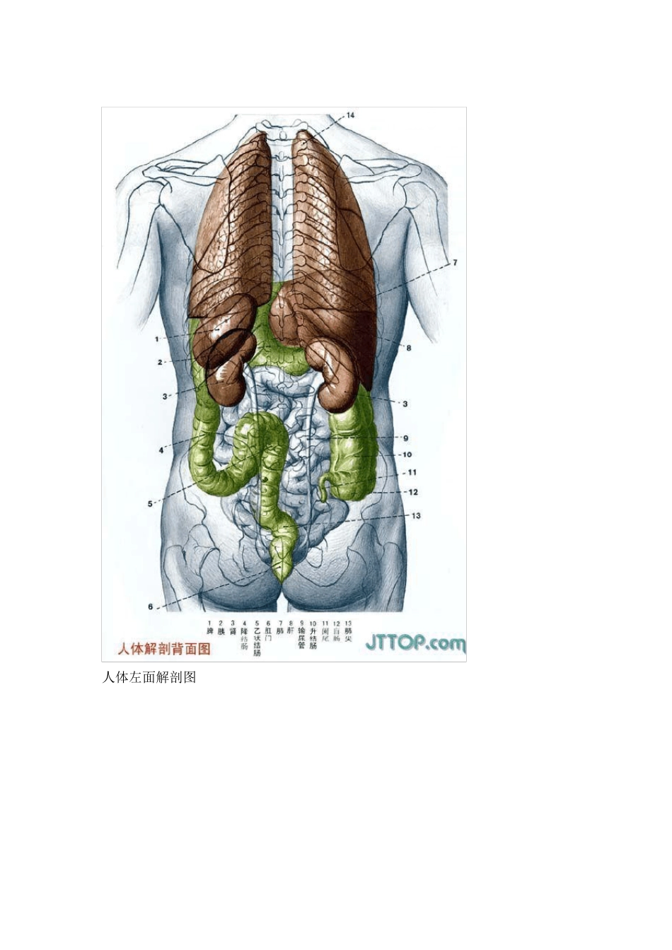人体解剖图集实用免费_第2页