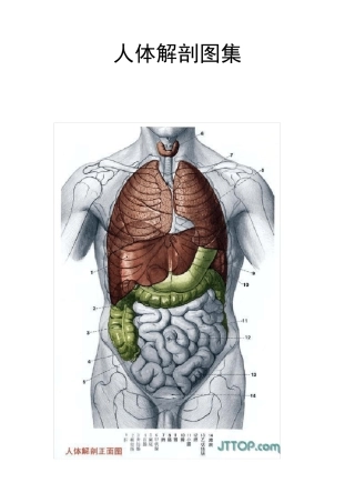 人体解剖图集实用免费