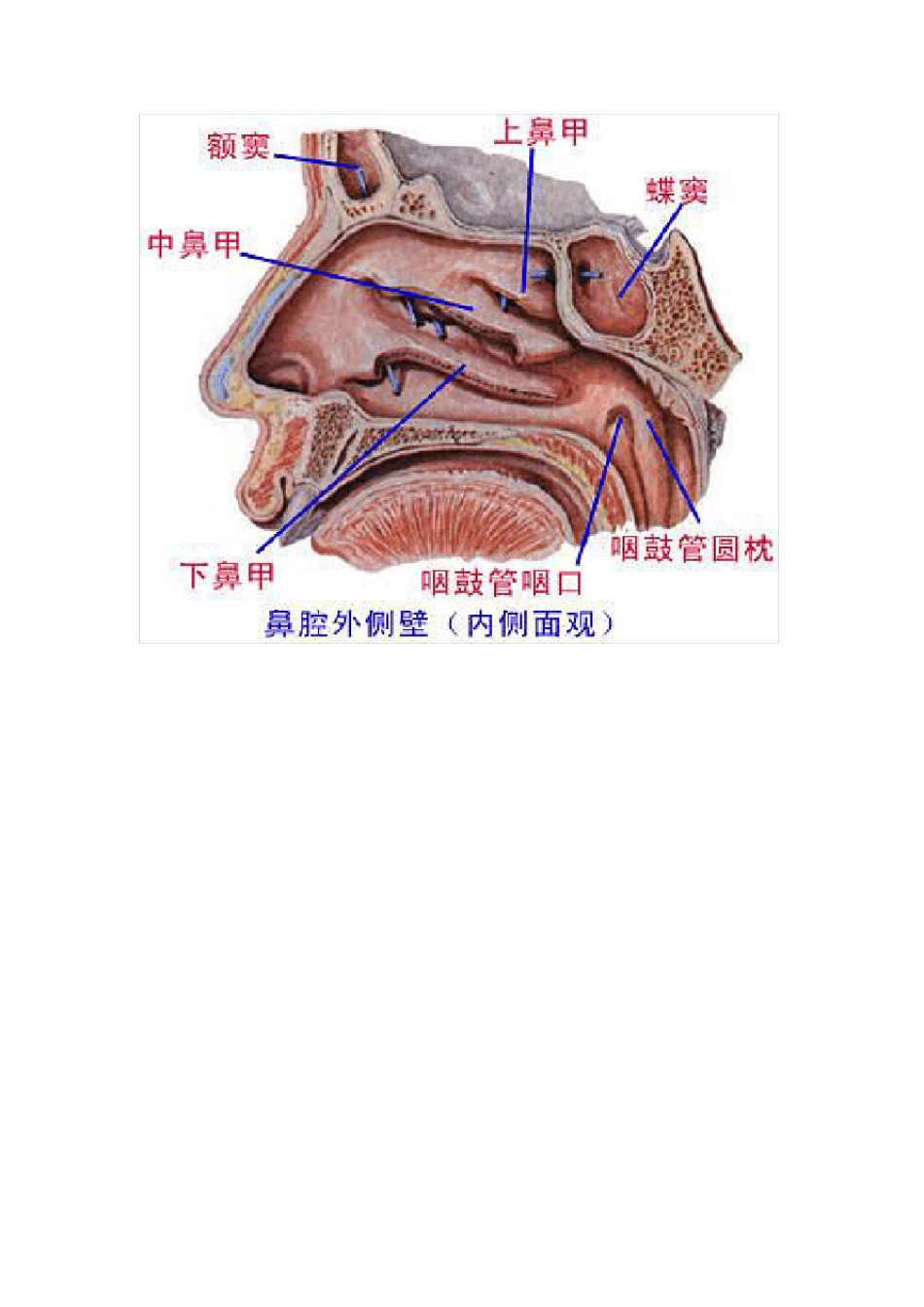 人体解剖学实验报告_第3页