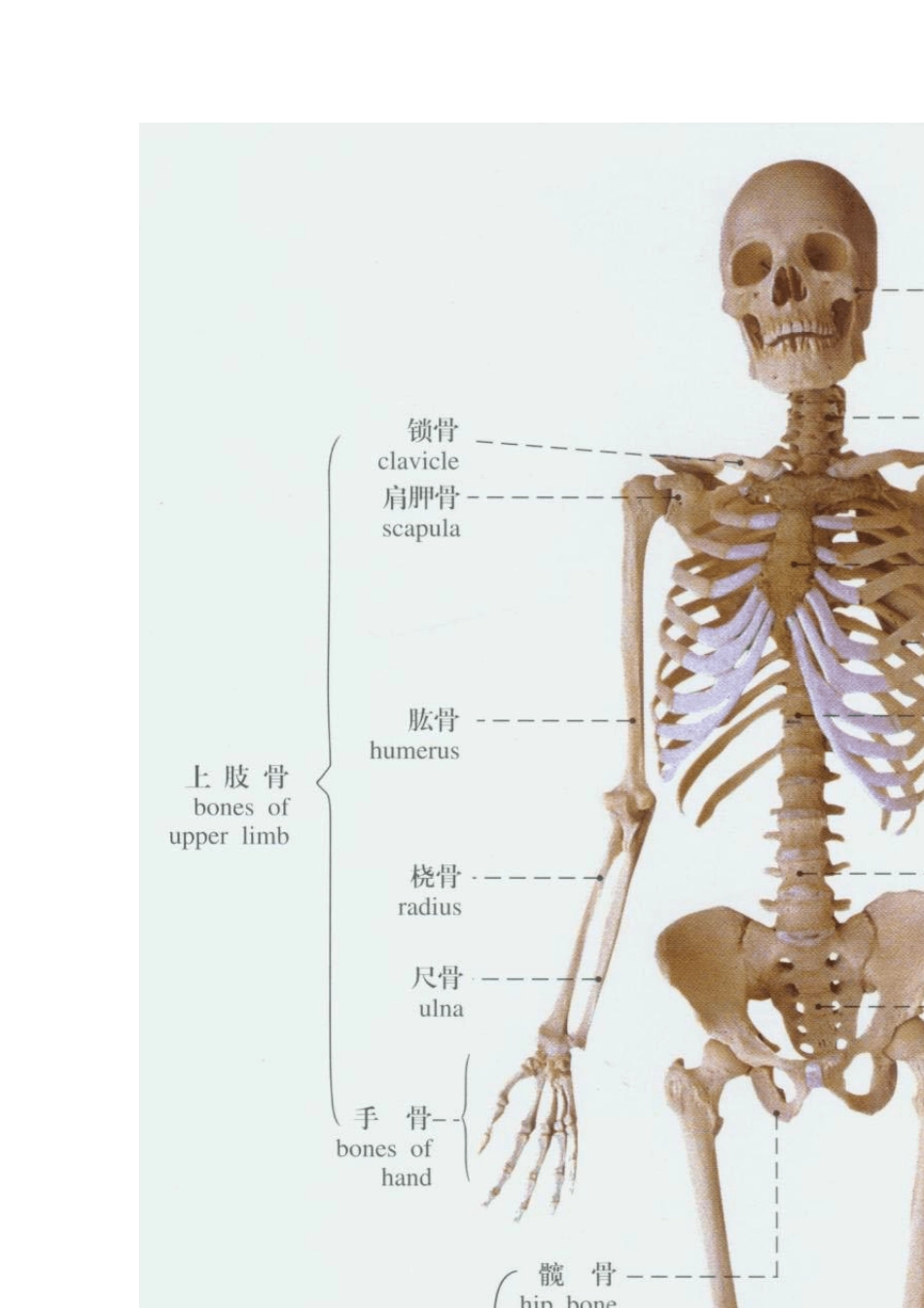 人体解剖骨骼实物图医学生和对身体奥妙有兴趣人群必备_第1页