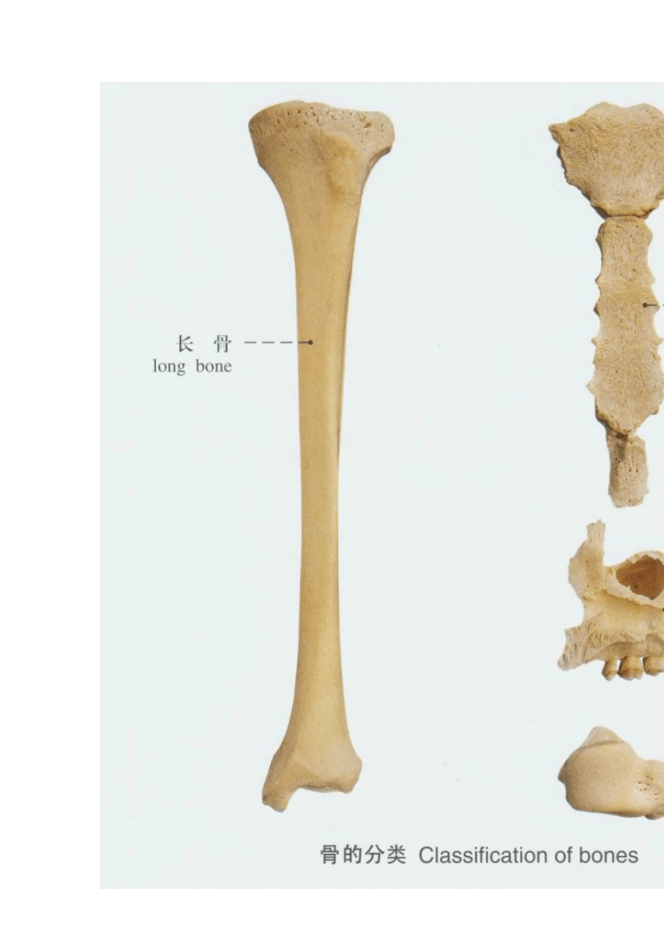 人体解剖骨骼实物图医学生和对身体奥妙有兴趣人群必备_第2页