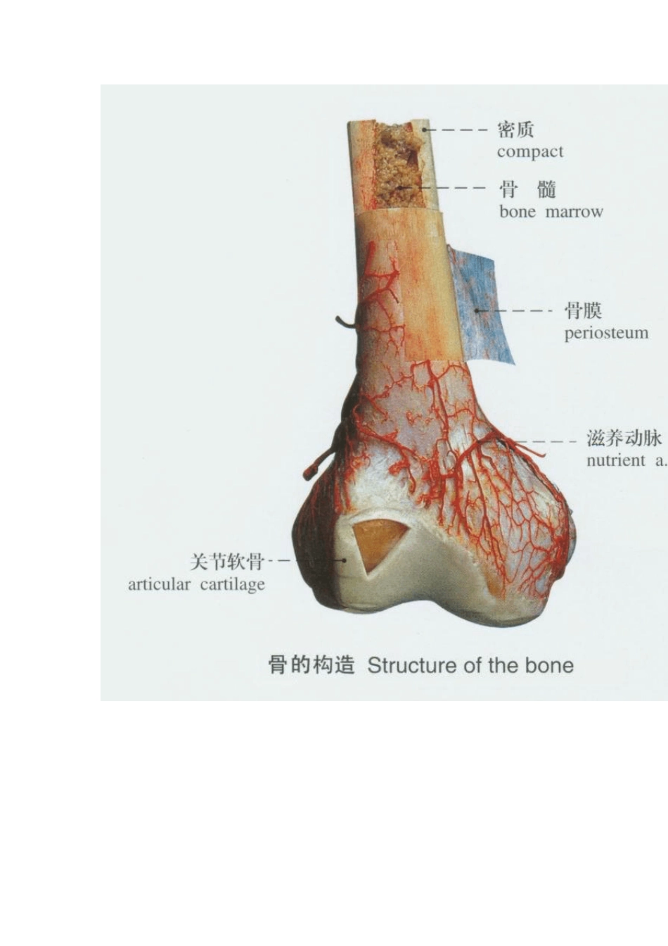 人体解剖骨骼实物图医学生和对身体奥妙有兴趣人群必备_第3页