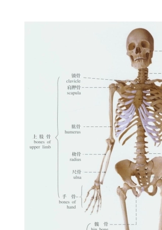 人体解剖骨骼实物图医学生和对身体奥妙有兴趣人群必备