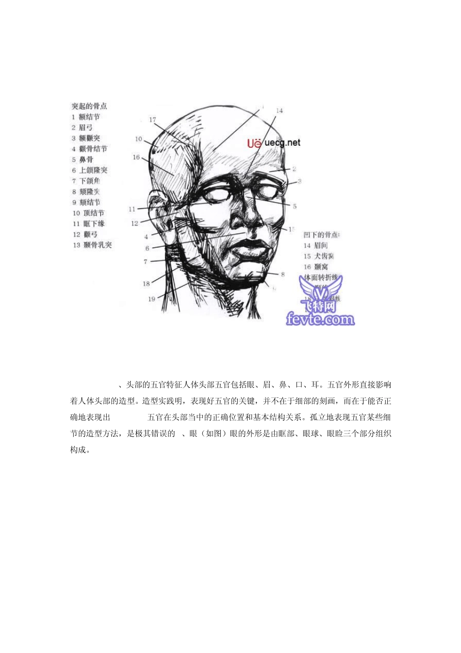 人体造型解剖学基础_第3页