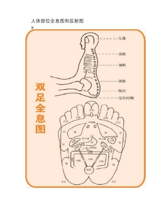人体部位全息图和反射图