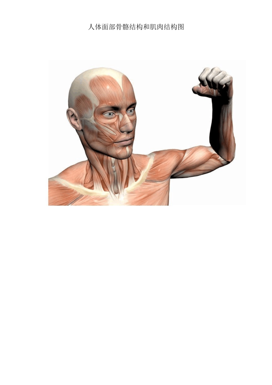 人体面部骨骼结构和肌肉结构图_第1页