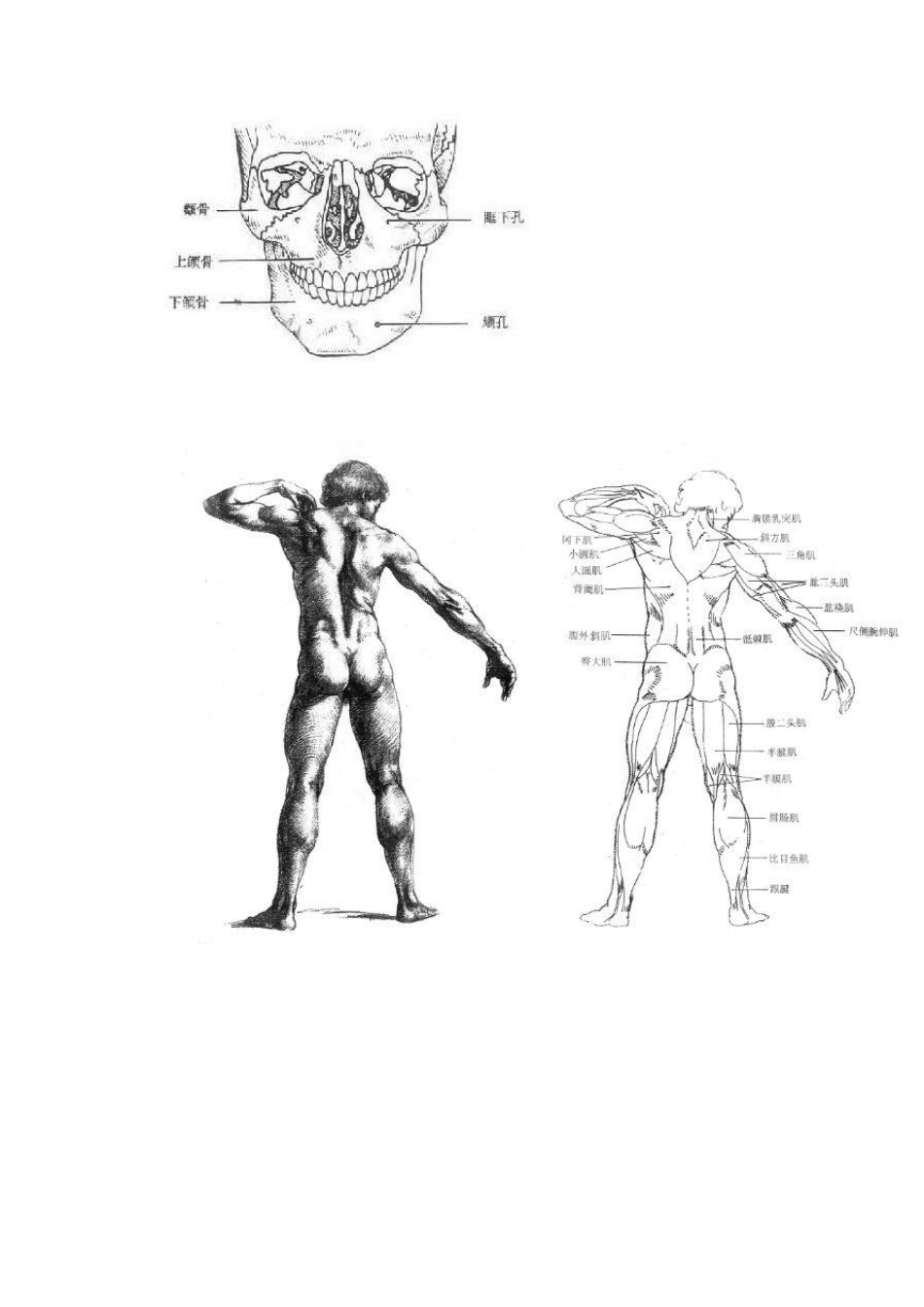 人体面部骨骼结构和肌肉结构图_第2页