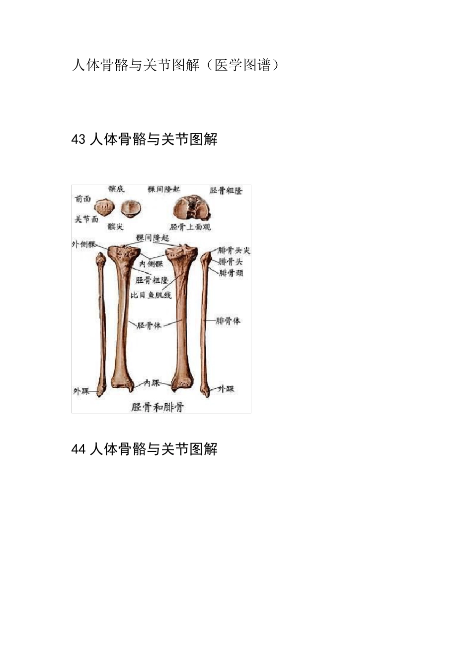 人体骨骼与关节图解_第1页