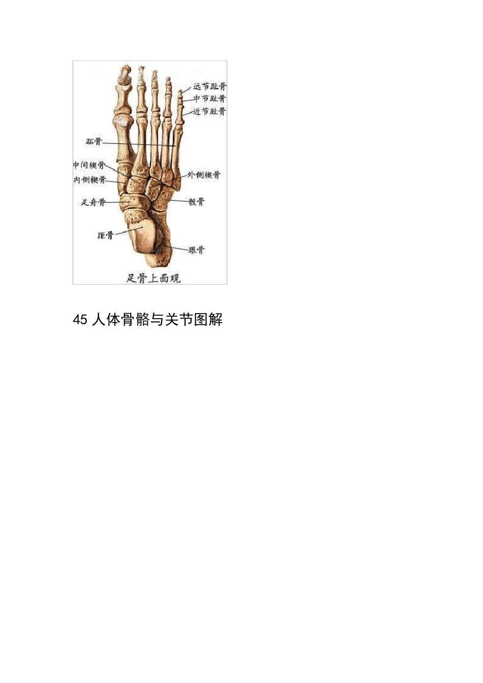 人体骨骼与关节图解_第2页