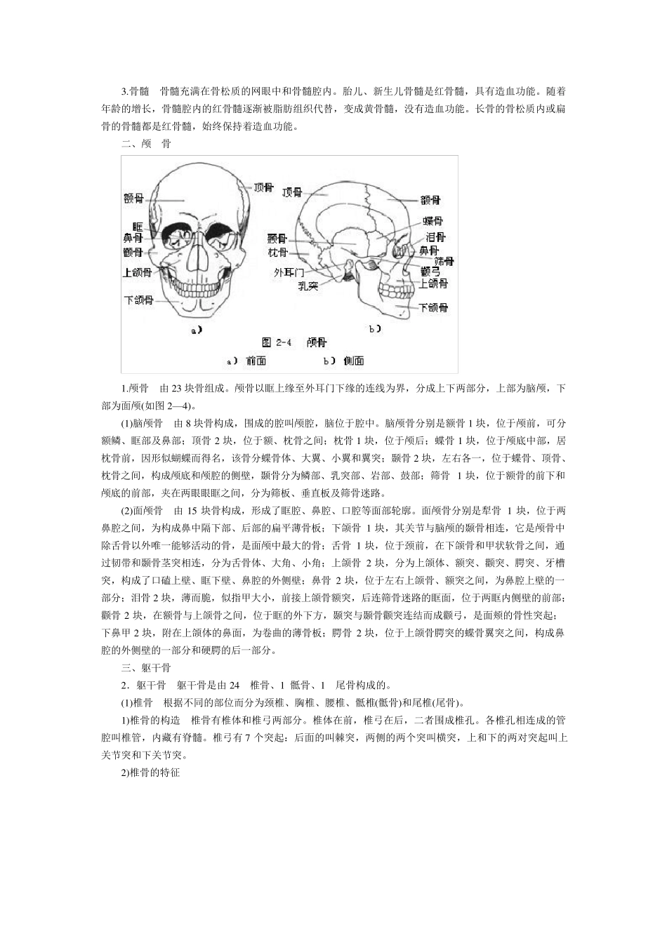 人体骨骼解剖_第3页