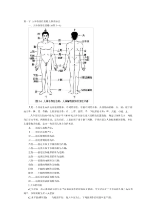 人体骨骼解剖