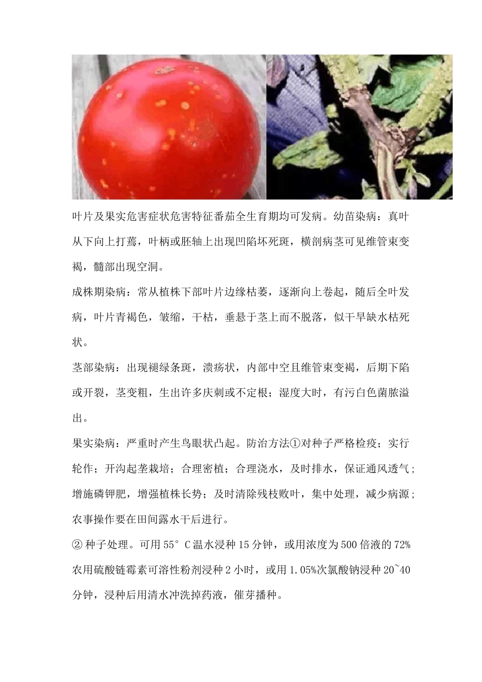 番茄西红柿25种病害及防治大全_第3页