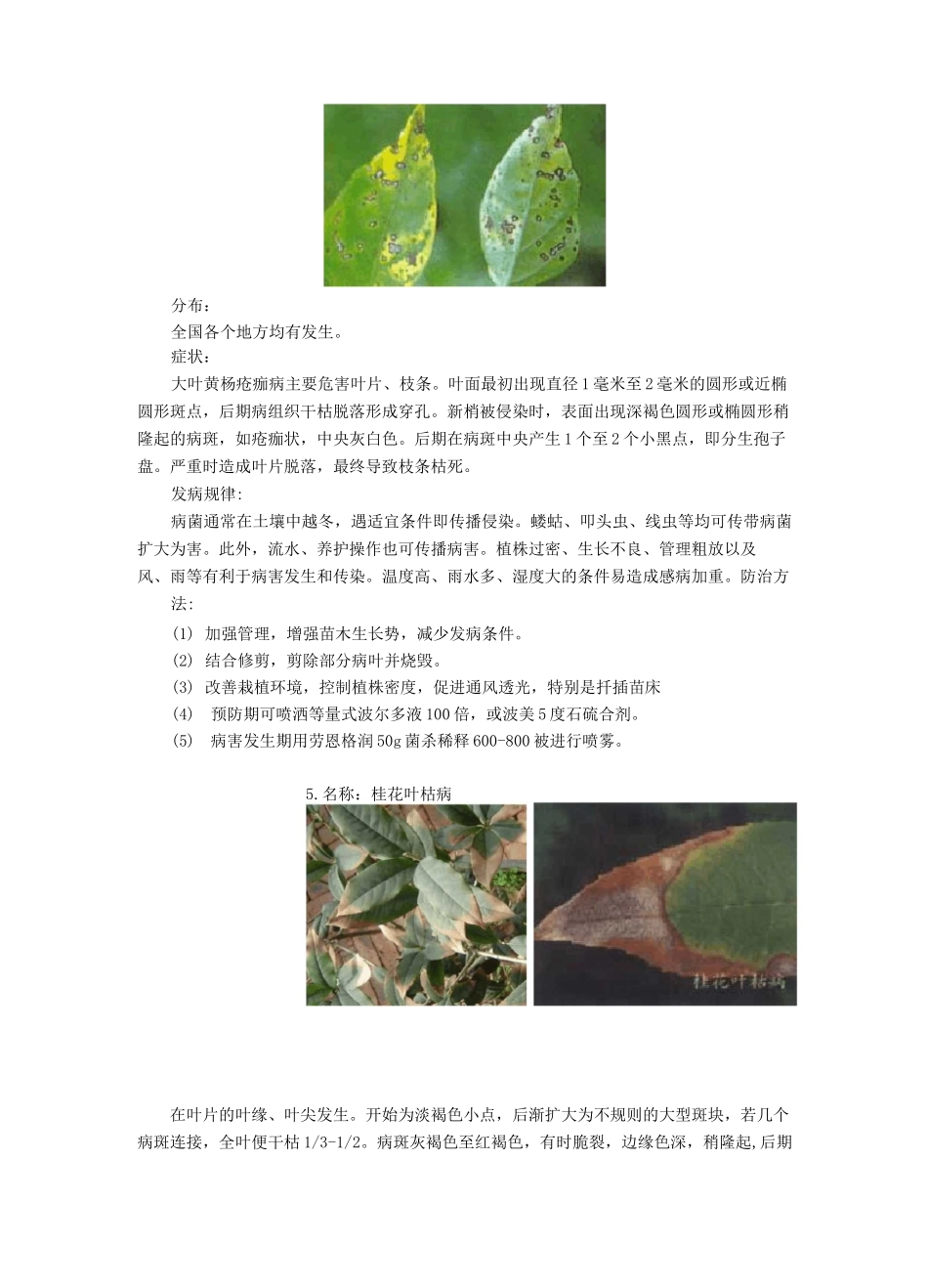 叶斑病16种_第3页