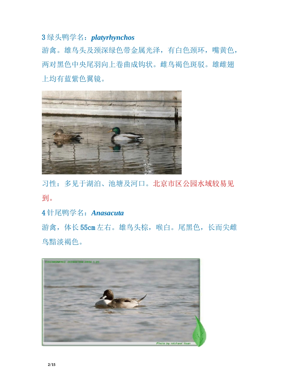 北京常见鸟图_第2页