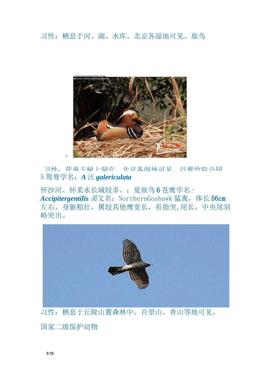 北京常见鸟图_第3页