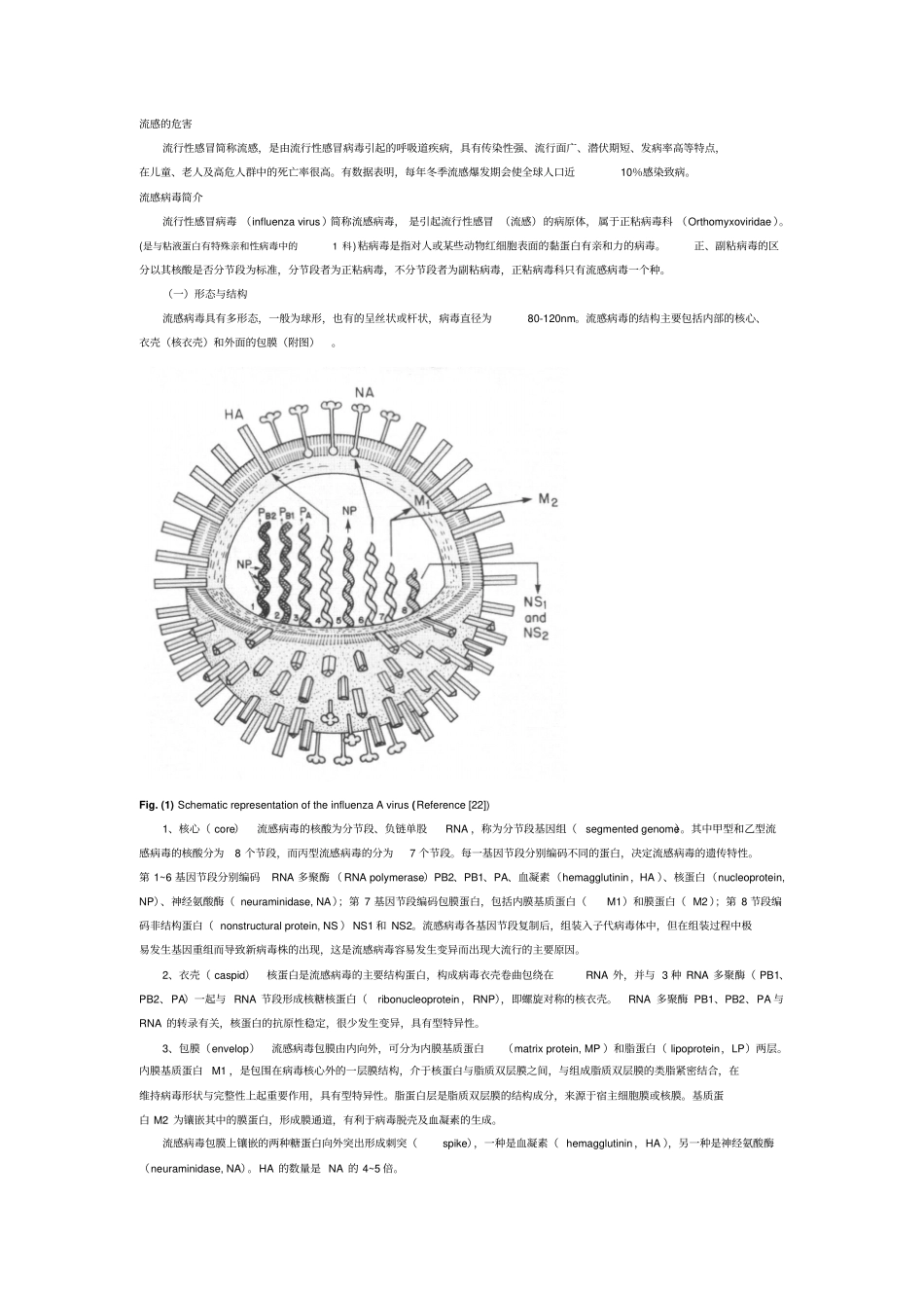 流感病毒基础的知识_第1页