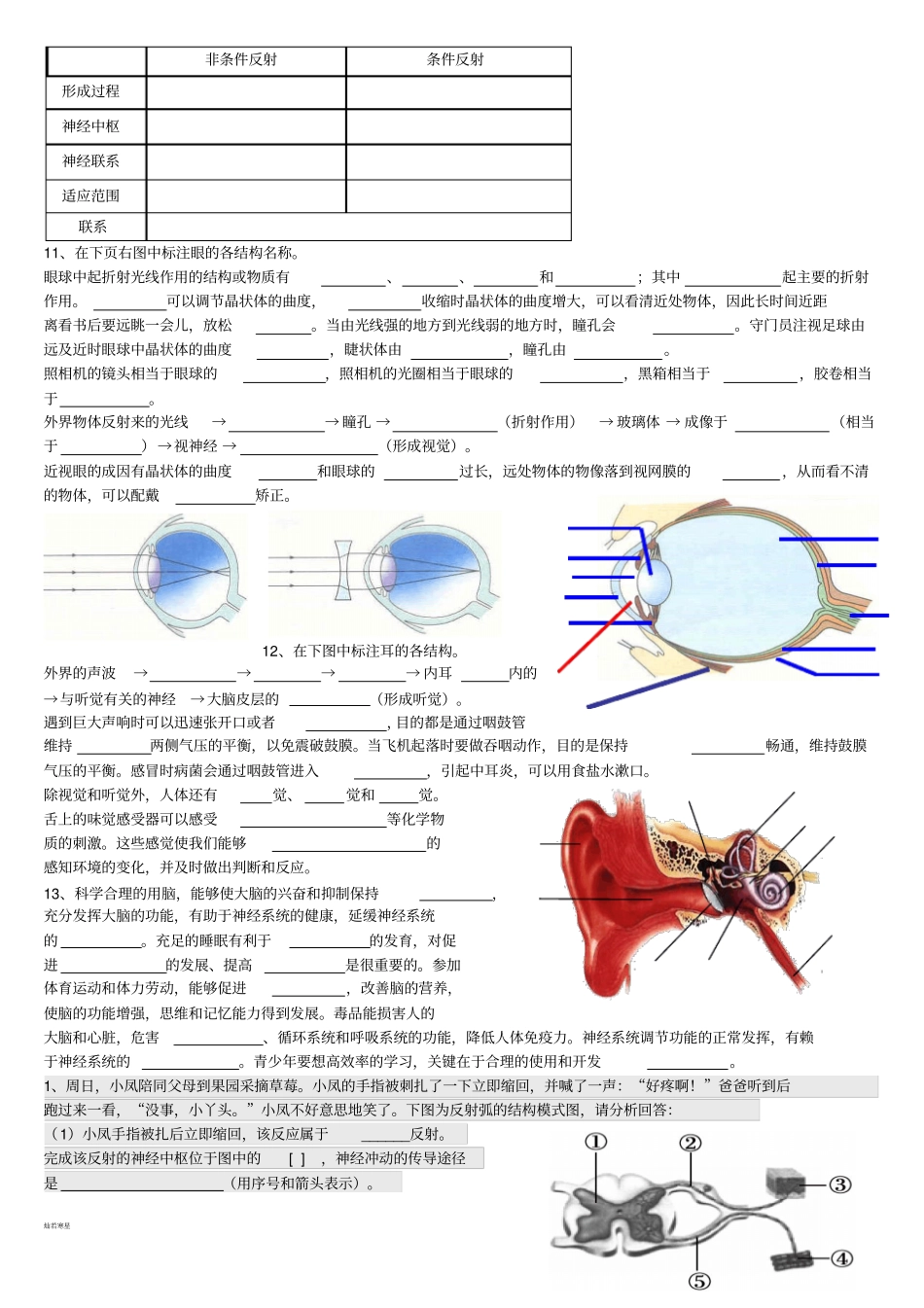 济南版生物七下人体生命活动的调节_第3页