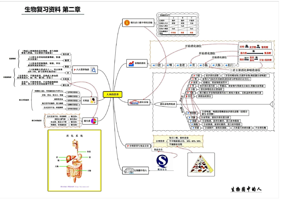 人教版七年级生物下册复习资料思维导图_第2页