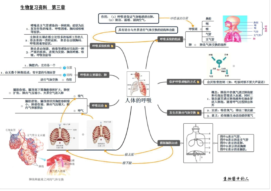 人教版七年级生物下册复习资料思维导图_第3页