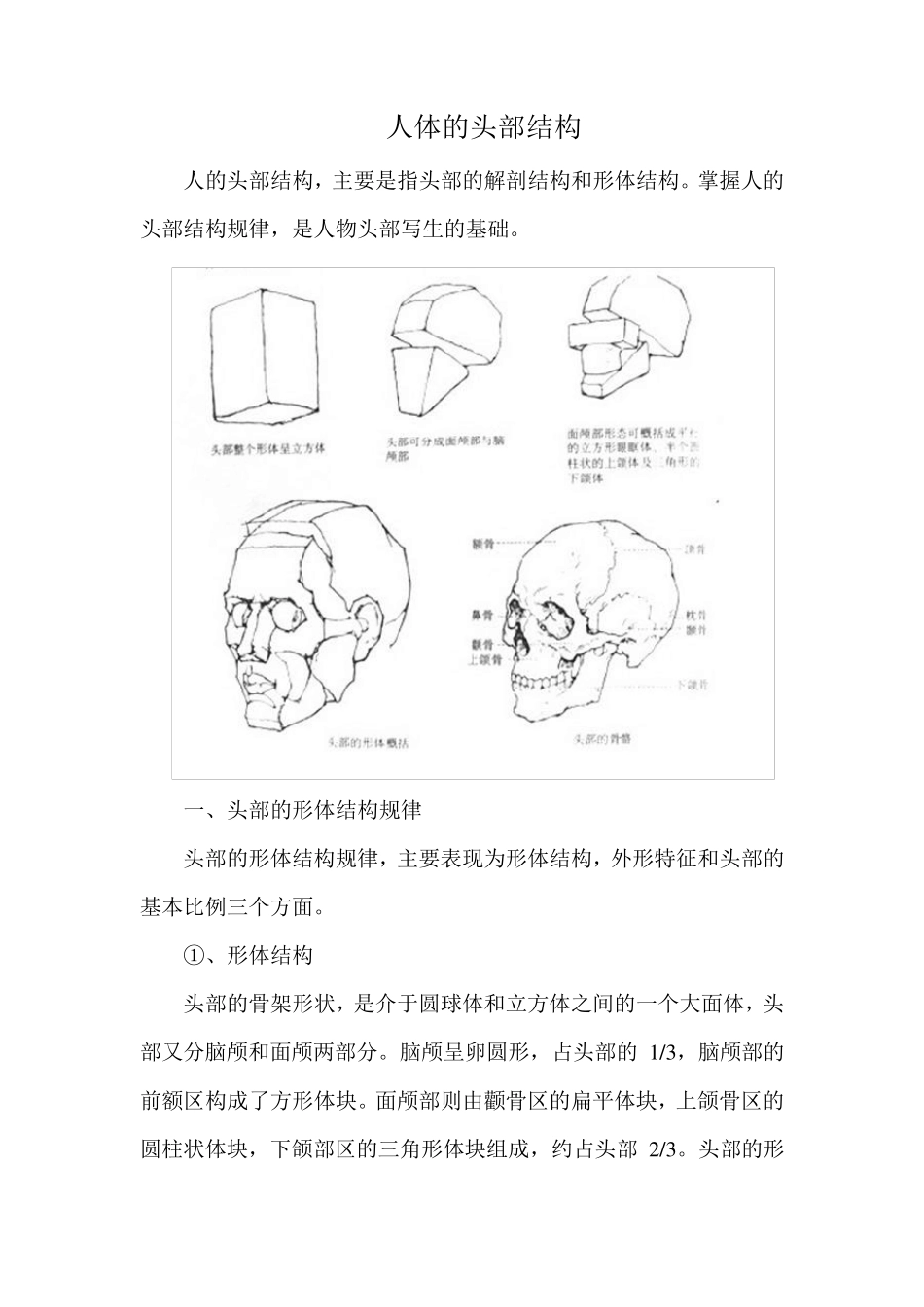人物素描：人体头部结构图_第1页