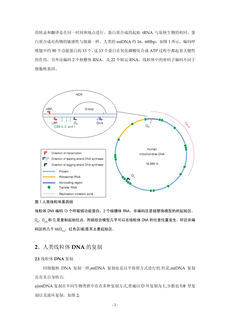 人类线粒体DNA复制机制2014_第2页