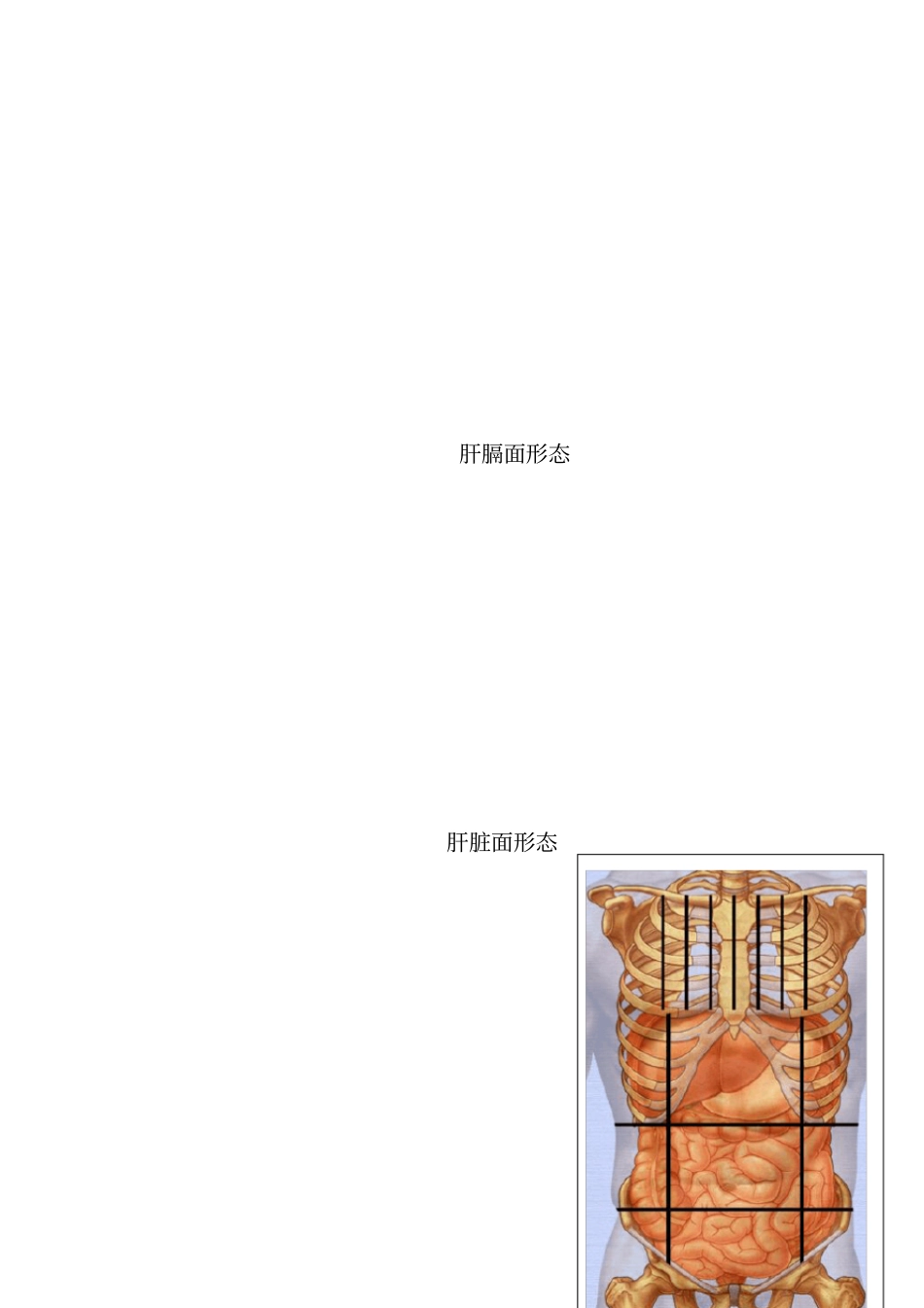 消化系统——消化腺腹膜微细结构学习资料_第3页