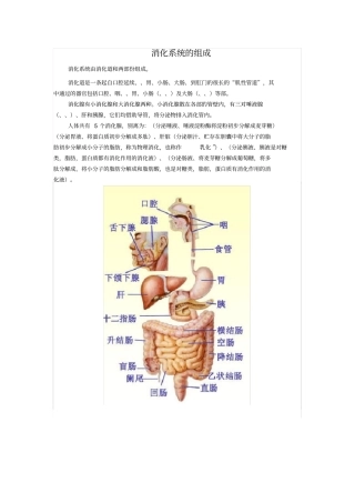消化系统的组成