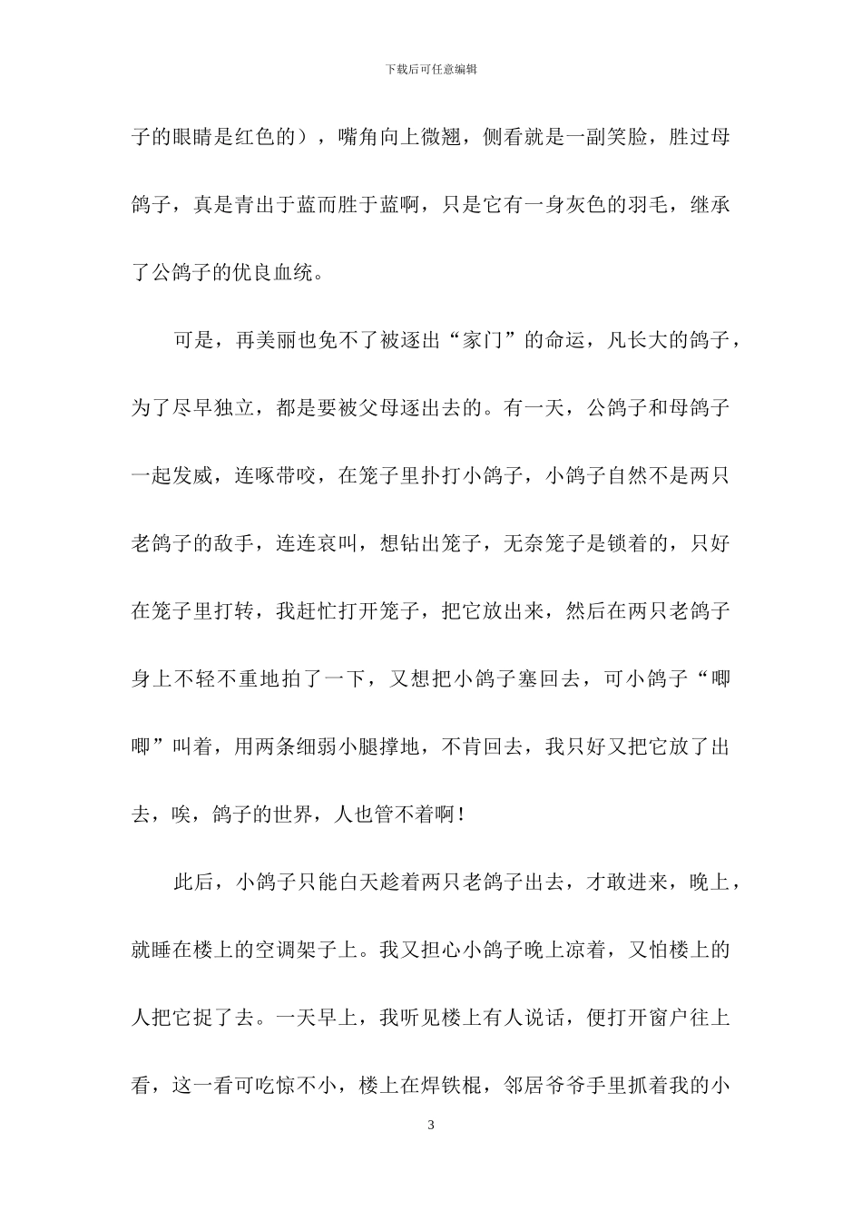 鸽子的作文合集9篇_第3页