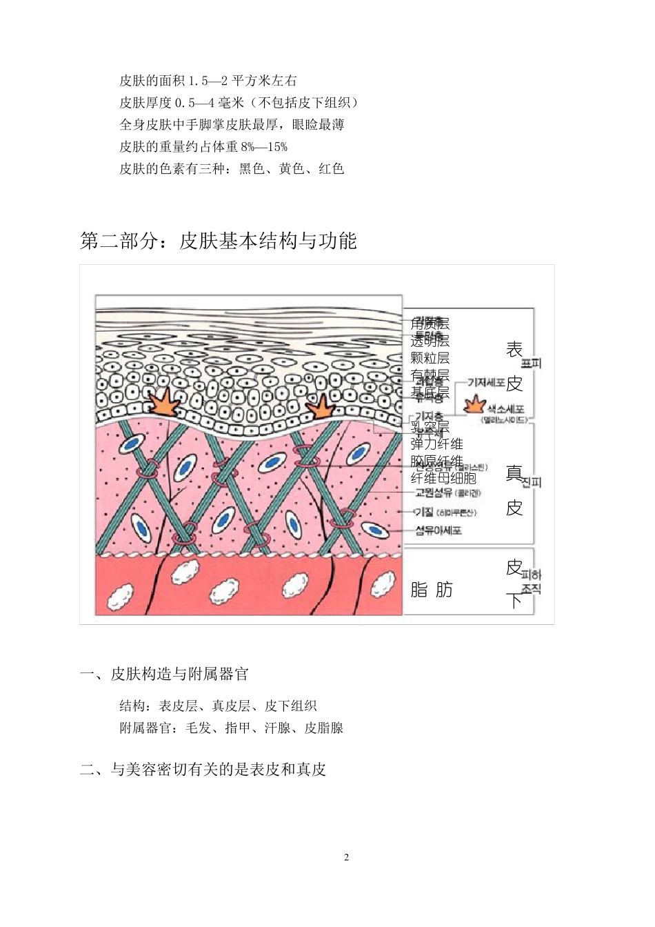关于皮肤基础知识的详解_第2页