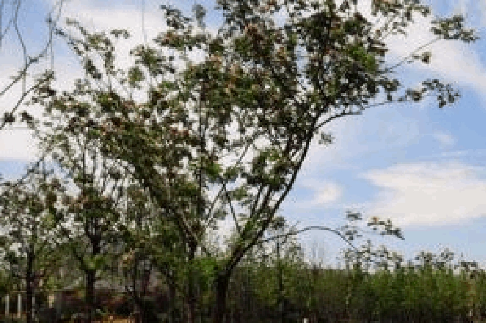 别墅(上海绿城玫瑰园)_第3页