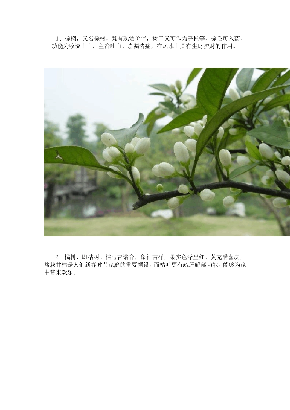 别墅庭院景观设计离不开的13种植物_第2页
