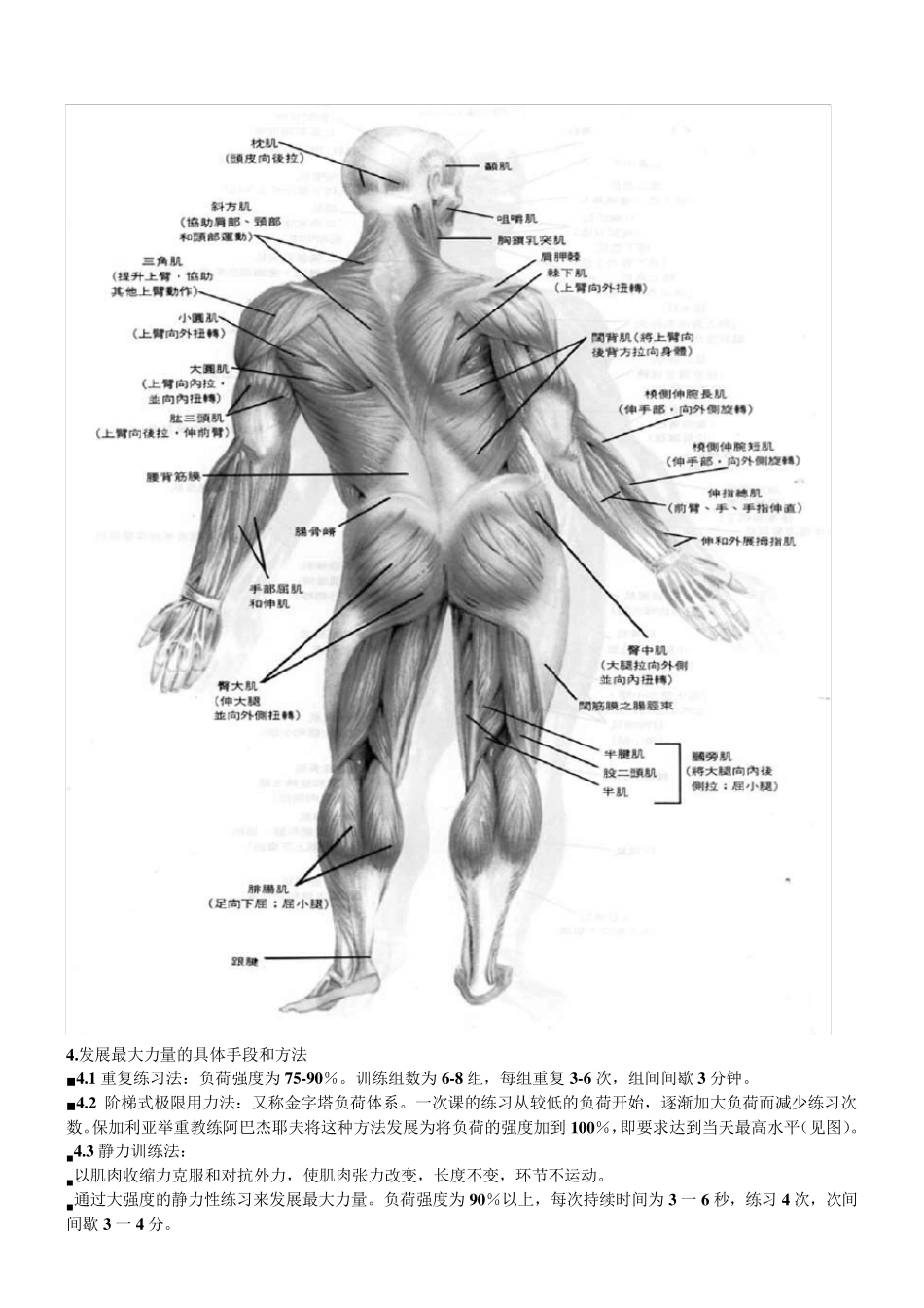 力量训练原理及方法_第3页