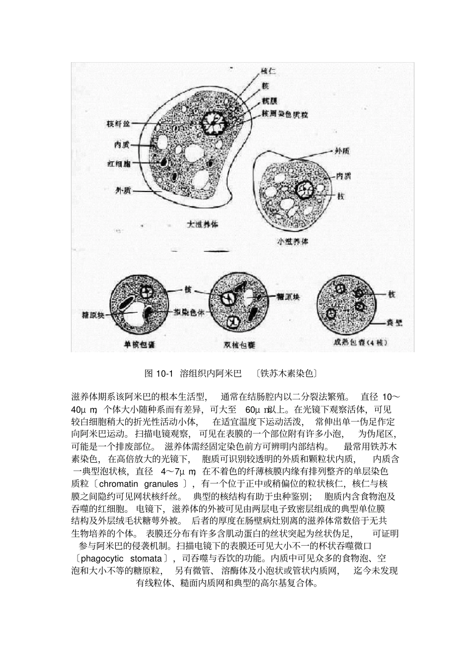 溶组织内阿米巴_第2页