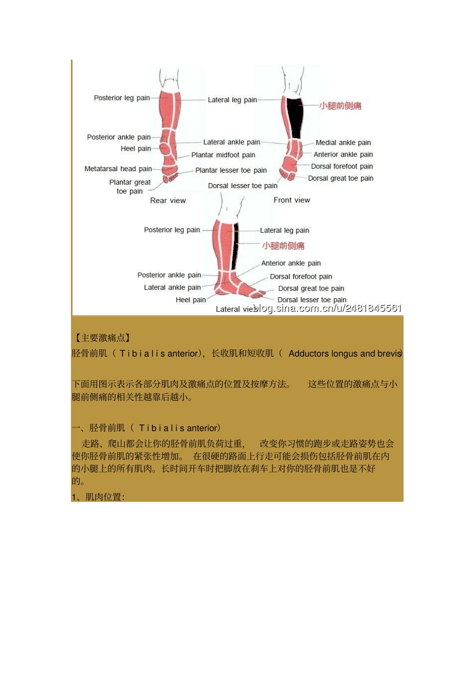 激痛点及肌肉疼痛自我按摩治疗31------小腿前侧痛_第2页