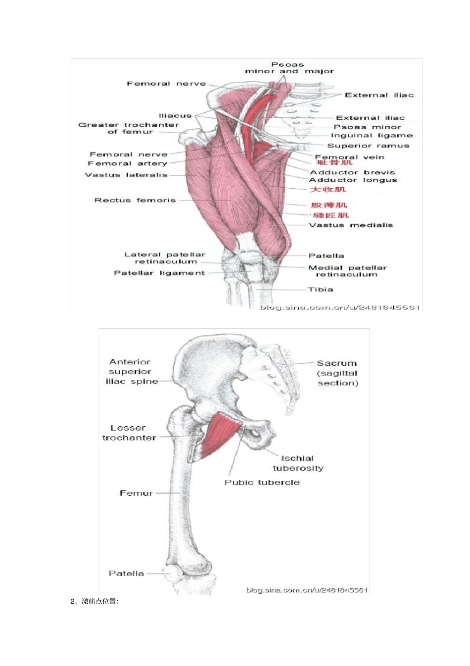 激痛点和肌肉疼痛自我按摩治疗大腿内侧痛_第2页