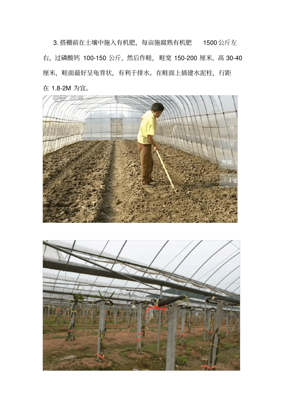 火龙果大棚栽培技术要点--2012整理_第2页