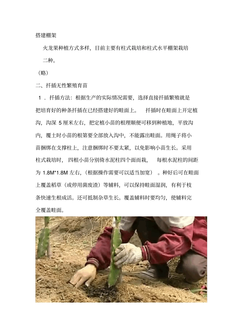 火龙果大棚栽培技术要点--2012整理_第3页