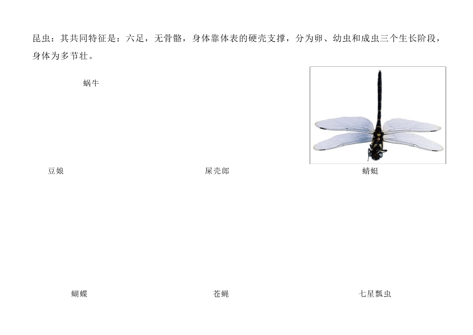 动物分类及图片(动物王国)_第2页
