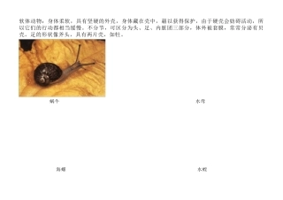 动物分类及图片(动物王国)