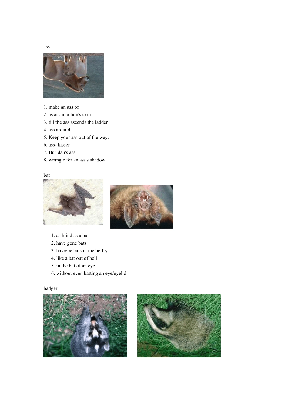 动物图片英语一_第2页