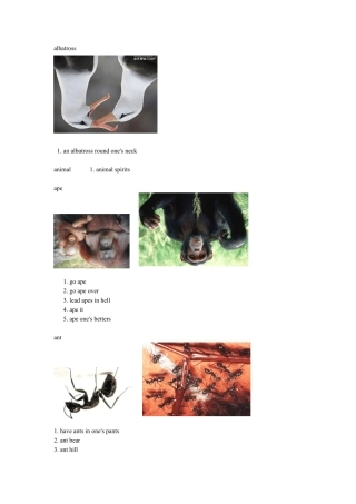 动物图片英语一