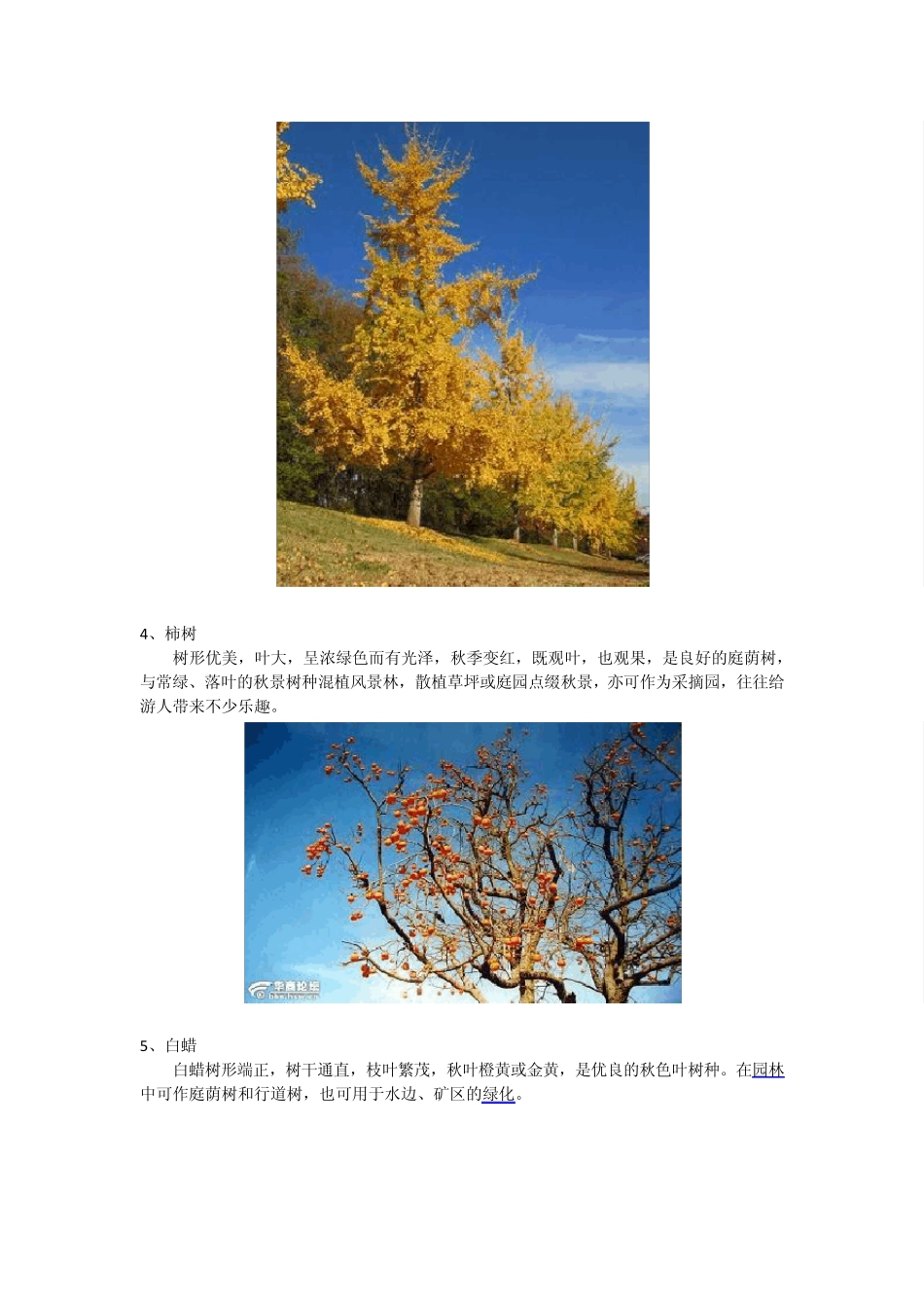 北京地区彩叶植物_第2页