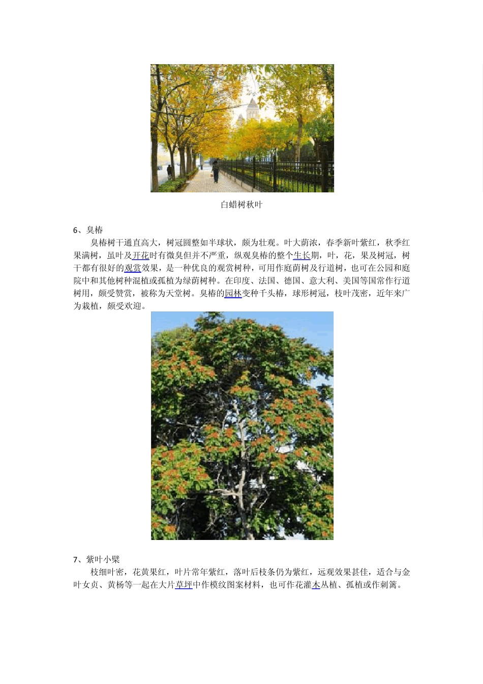 北京地区彩叶植物_第3页